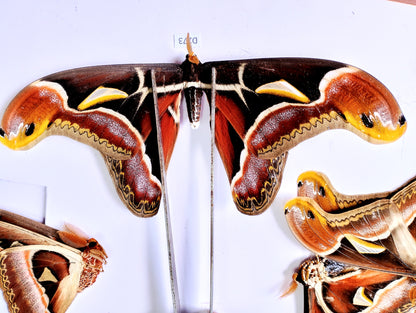 Attacus atlas – Giant Silk Moth Dry Specimen for Collecting or Framing