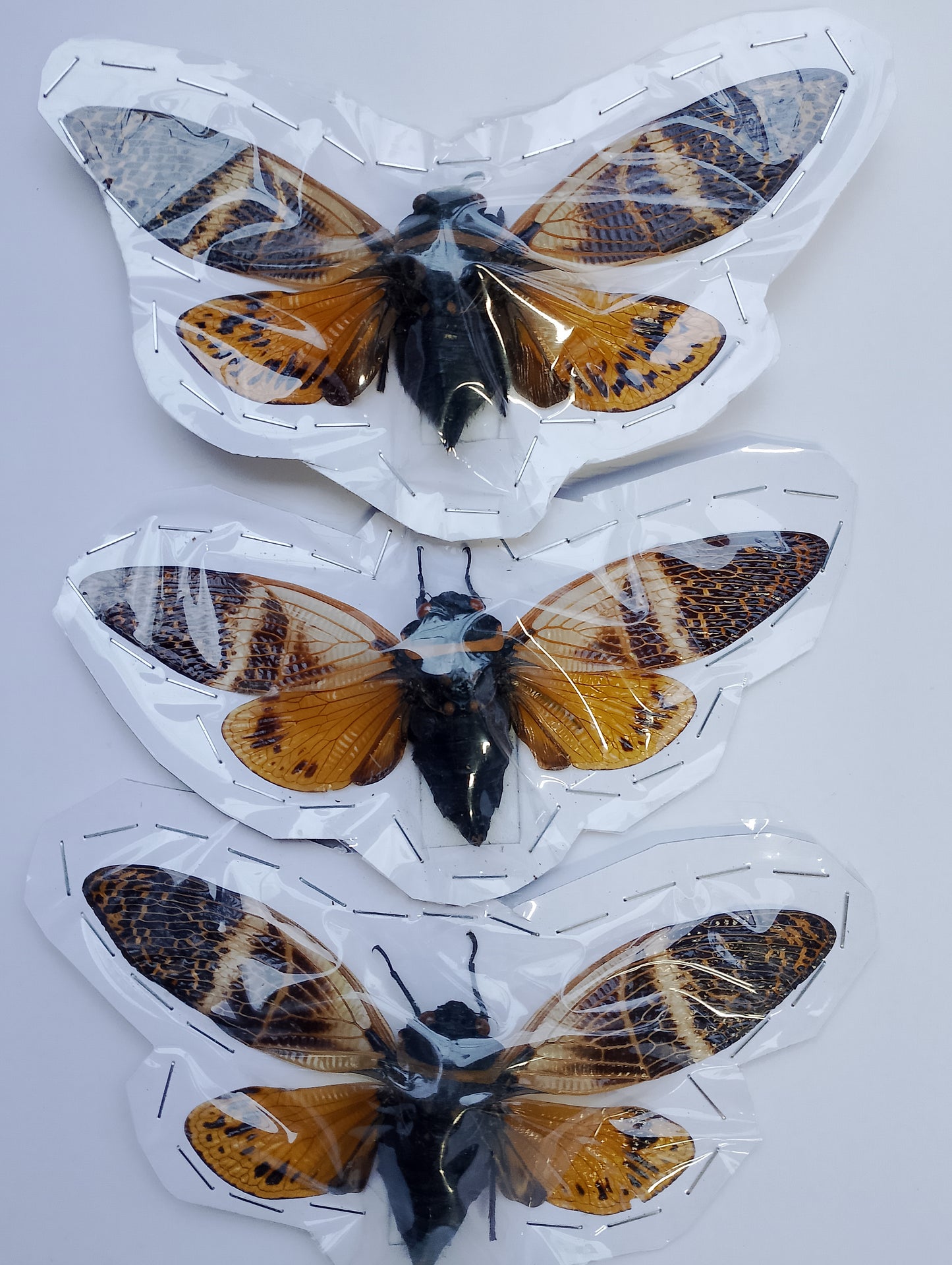 Cicadas*6 Real yellow Cicadas – Dried Insect Specimens for Art, Framing