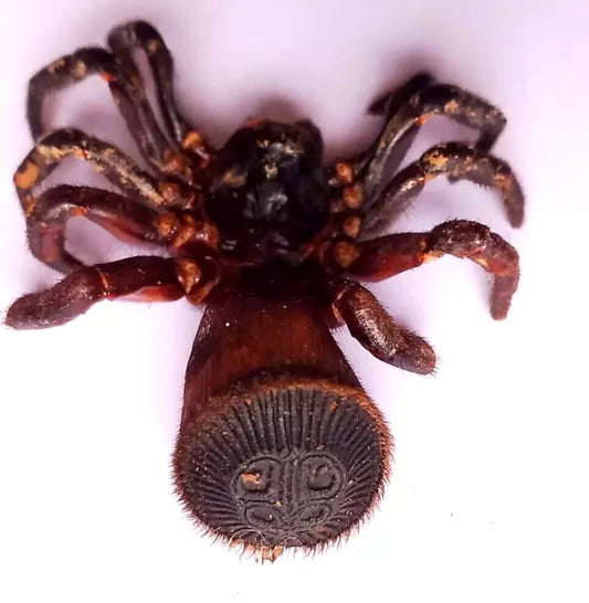 2 pcs Cyclocosmia ricketti**Viet Nam Spider