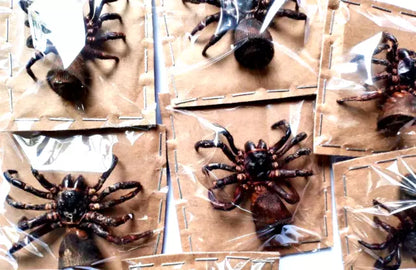 2 pcs Cyclocosmia ricketti**Viet Nam Spider