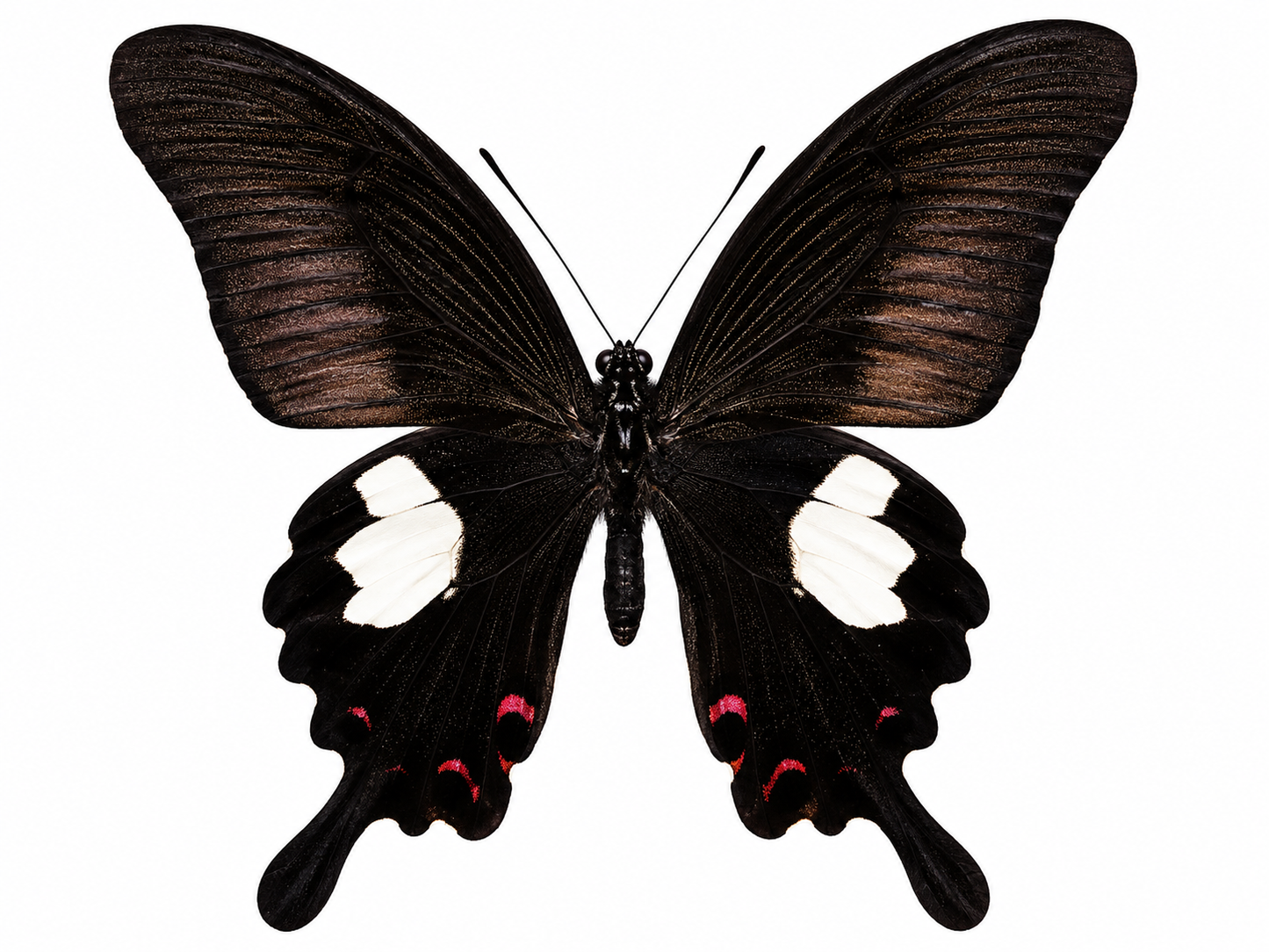 4 Papilio helenus Butterfly Specimens – Red Helen Swallowtail | Real Spread Butterflies | A1 Quality Collection