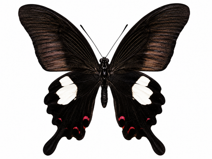 4 Papilio helenus Butterfly Specimens – Red Helen Swallowtail | Real Spread Butterflies | A1 Quality Collection