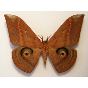 Salassa thespis – Real Silk Moth Specimen (A1 Quality)
