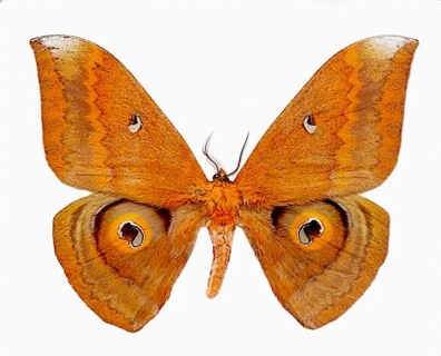 Salassa thespis – Real Silk Moth Specimen (A1 Quality)