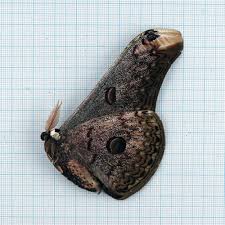 Saturnia zuleika Silk Moth Specimen A1 | Real Dried Moth | Entomology, Framing, Taxidermy Decor