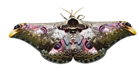 Saturnia zuleika Silk Moth Specimen A1 | Real Dried Moth | Entomology, Framing, Taxidermy Decor