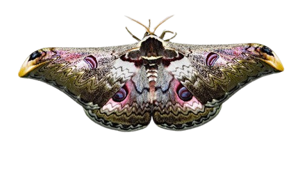 Saturnia zuleika Silk Moth Specimen A1 | Real Dried Moth | Entomology, Framing, Taxidermy Decor