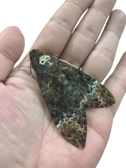 6pcs Female Acherontia lachesis Closed-Wing Skull Moth Specimens | Real Death Head Moth Collection | Gothic Entomology Display