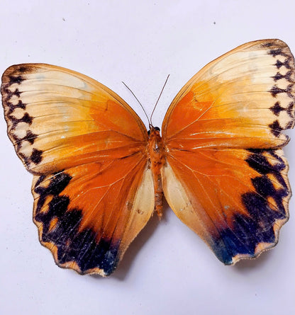 Combo 5 Stichophthalma Butterfly A1/A2 – Tropical Forest King Butterfly – Real Butterfly Specimen (A1 Quality)