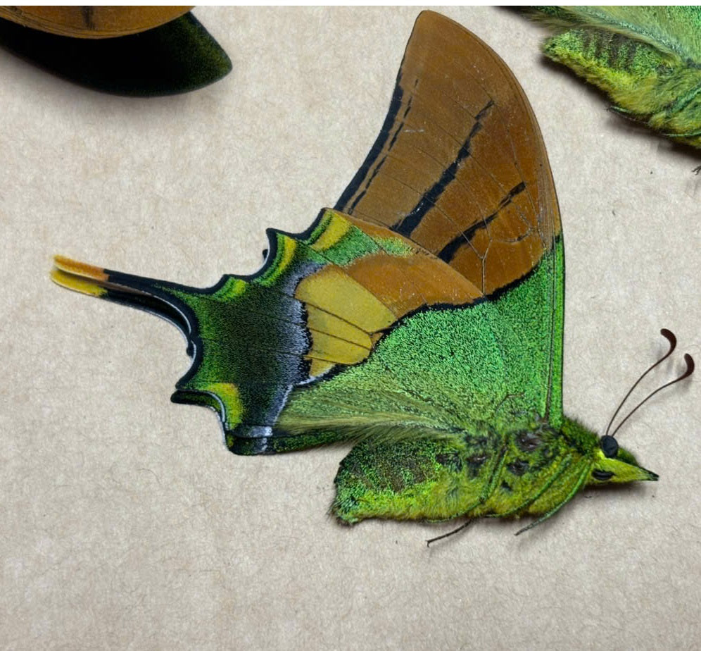Teinopalpus imperialis – Rare Jewel Butterfly Specimen | Emerald Green Swallowtail Display | A1/A- Quality