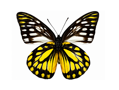 4 Thestylis Butterfly Specimens – Real Spread Butterflies Collection | A1 Quality Mounted Display Insects