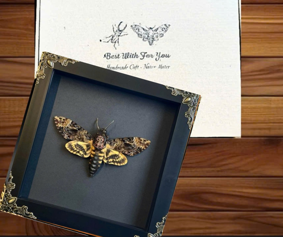 Real Acherontia Death Head Moth Frame, gift