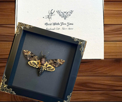 Real Acherontia Death Head Moth Frame, gift