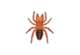 Dinorhax rostrumpsittaci – Rare Solifugae Preserved Specimen
