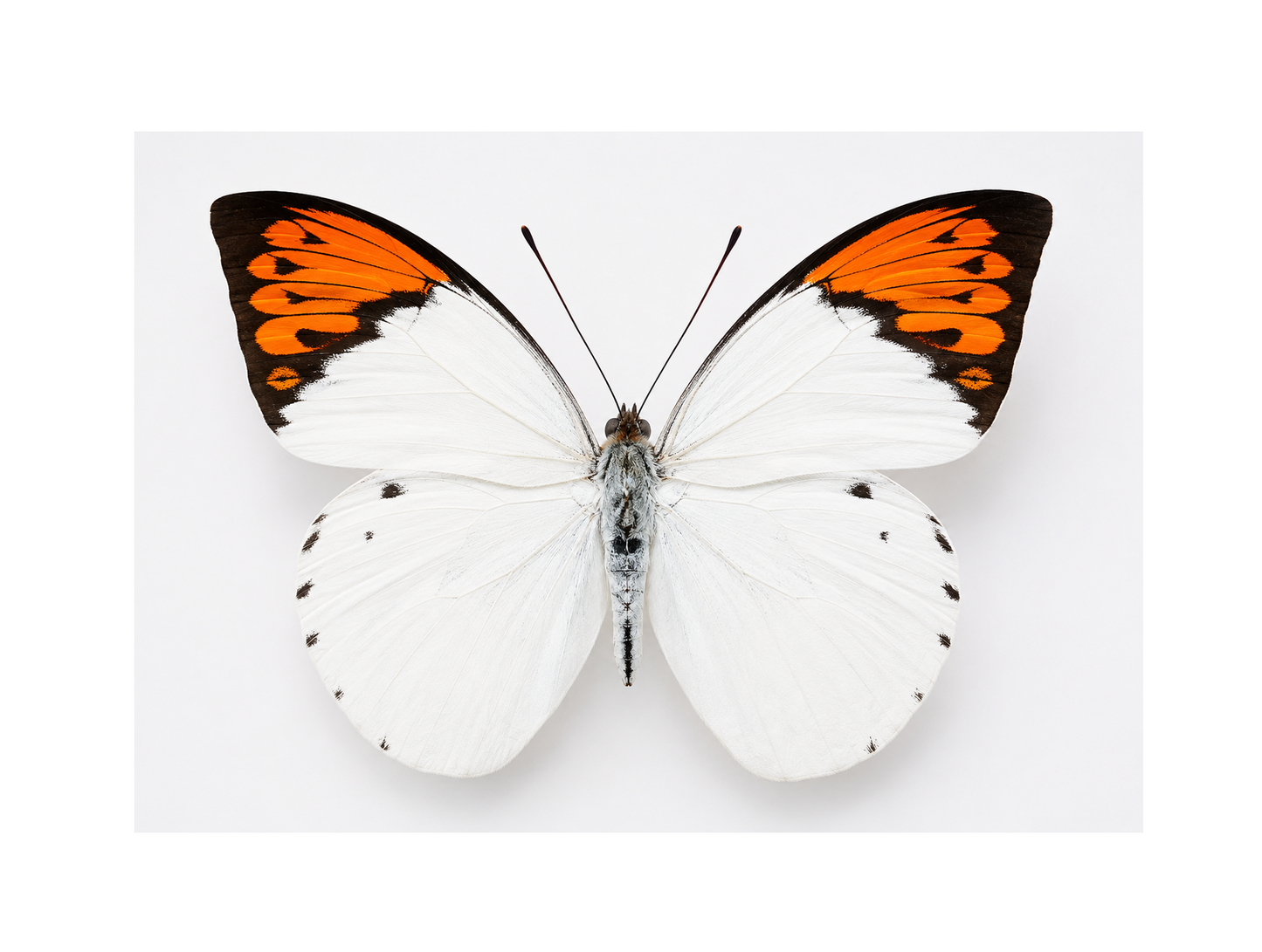4pcs Hebomoia glaucippe – Open wings, Great Orange Tip Butterfly Specimen | Large Orange Butterfly Display | A1 Quality Real Butterfly
