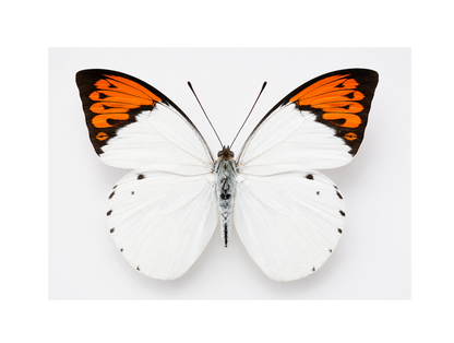 4pcs Hebomoia glaucippe – Open wings, Great Orange Tip Butterfly Specimen | Large Orange Butterfly Display | A1 Quality Real Butterfly
