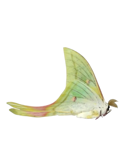 Actias Selene Dried Insect Pack of 1 - Closed-Wing Real Moths for Taxidermy, Unmounted Lepidoptera Display (in US)