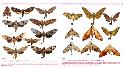 Vietnam Sphingidae Hawk Moth Combo (5 pcs) | Real Dried Moth Specimens | Entomology, Taxidermy, Framing