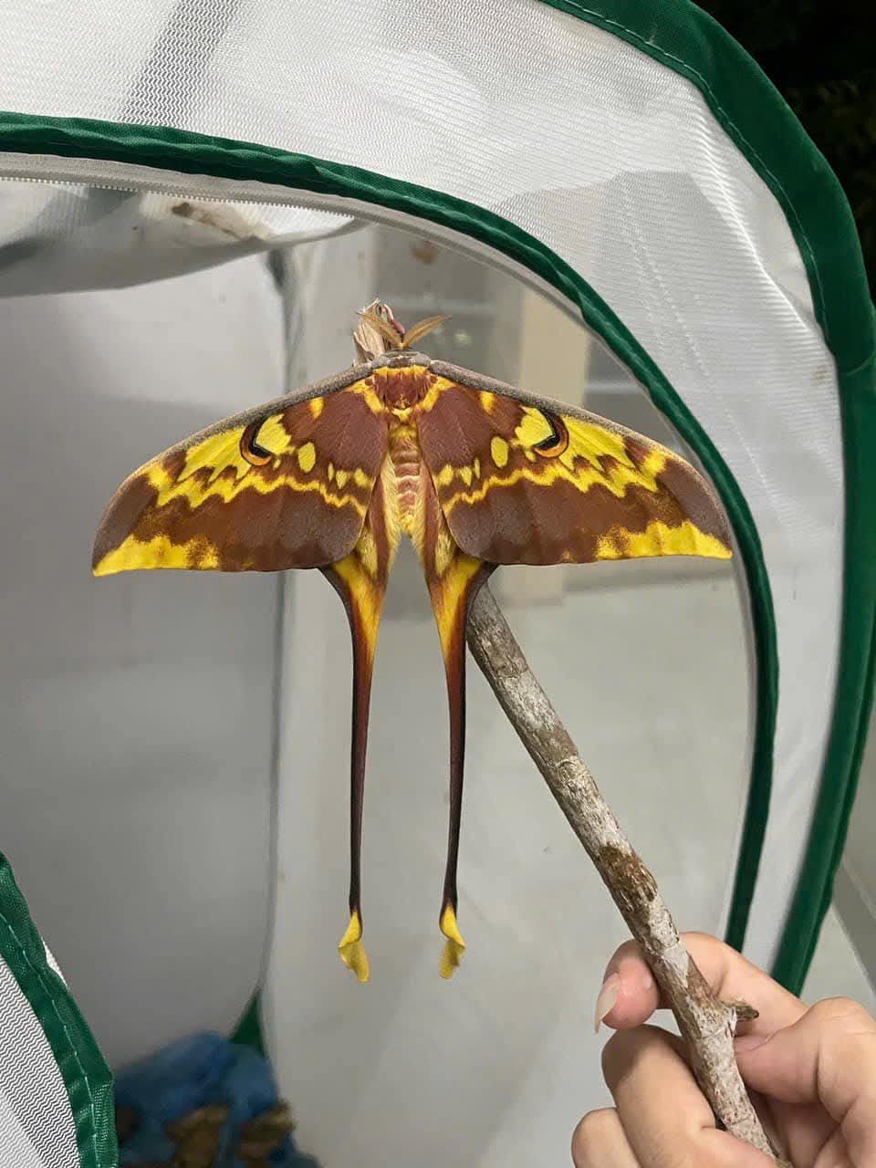 Actias maenas Moon Moth Specimen A1 | Real Long Tailed Silk Moth | Entomology, Framing Display