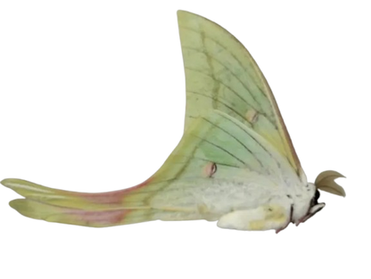 Actias Selene Dried Insect Pack of 1 - Closed-Wing Real Moths for Taxidermy, Unmounted Lepidoptera Display (in US)