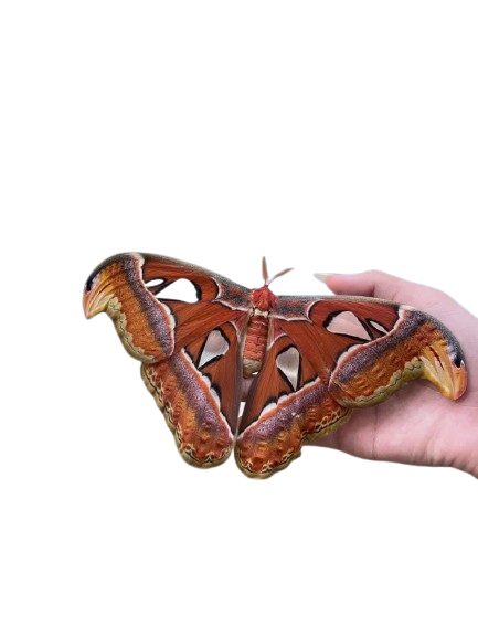 Attacus atlas – Giant Silk Moth Dry Specimen for Collecting or Framing