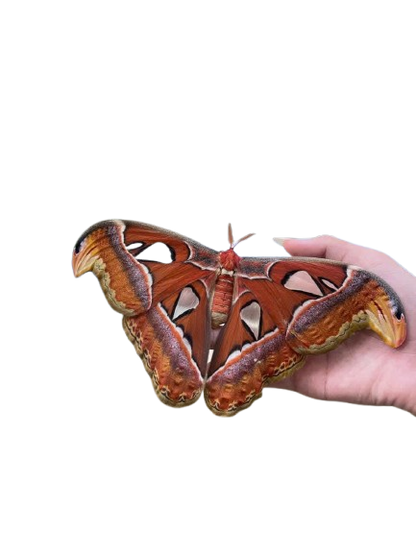 Attacus atlas – Giant Silk Moth Dry Specimen for Collecting or Framing