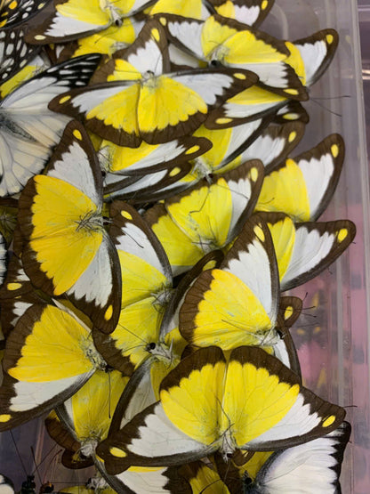4 Appias lyncida Butterfly Specimens – Chocolate Albatross | Real Spread Butterflies | A1 Quality Display Collection