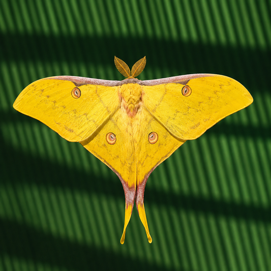 Actias siensis combo 5