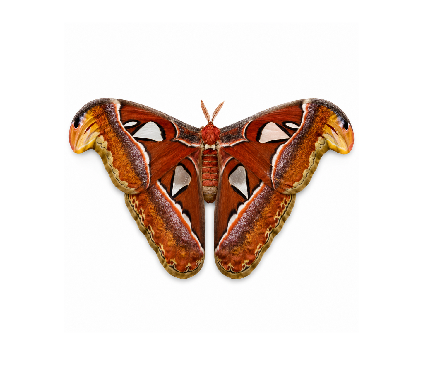 Attacus atlas – Giant Silk Moth Dry Specimen for Collecting or Framing