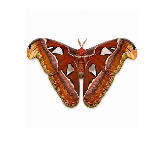 Attacus atlas – Giant Silk Moth Dry Specimen for Collecting or Framing