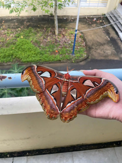 Attacus atlas – Giant Silk Moth Dry Specimen for Collecting or Framing