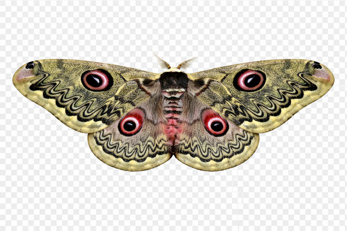 1 Saturnia sinanna Silk Moth Specimen A1 | Real Dried Moth | Large Wings for Framing & Entomology