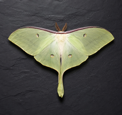 Mounted Actias Selena Moon Moth Spread Wings – Farm Raised Exotic Silk Moth Specimen