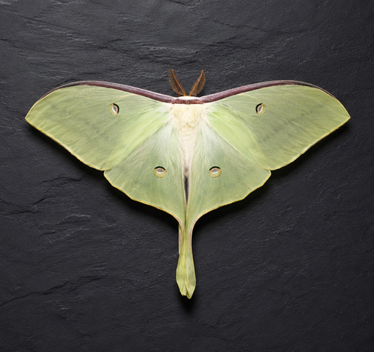 Mounted Actias Selena Moon Moth Spread Wings – Farm Raised Exotic Silk Moth Specimen