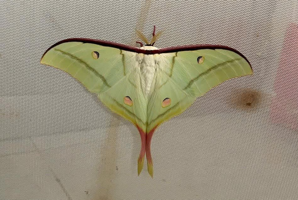 Actias Selene Dried Insect Pack of 1 - Closed-Wing Real Moths for Taxidermy, Unmounted Lepidoptera Display (in US)