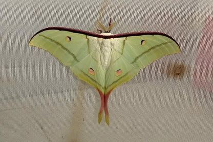 Actias Selene Dried Insect Pack of 1 - Closed-Wing Real Moths for Taxidermy, Unmounted Lepidoptera Display (in US)