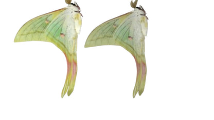 Actias Selene Dried Insect Pack of 1 - Closed-Wing Real Moths for Taxidermy, Unmounted Lepidoptera Display (in US)