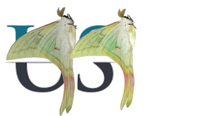 Actias Selene Dried Insect Pack of 1 - Closed-Wing Real Moths for Taxidermy, Unmounted Lepidoptera Display (in US)
