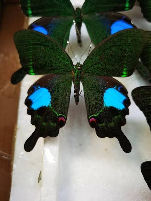 Papilio Butterfly Specimens (Closed Wings), 2 PCS
