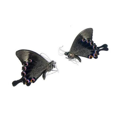 Papilio Butterfly Specimens (Closed Wings), 2 PCS