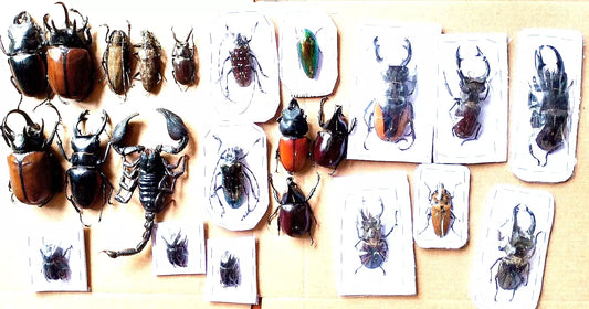 H*23Pcs*Insect*Beetles*Eupatorus gracilicornis*Cerambycidae*cicada*combo