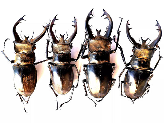 Lucanus thibetanus*Insect* 4 pcs*Lucanidae from Vietnam North?60+