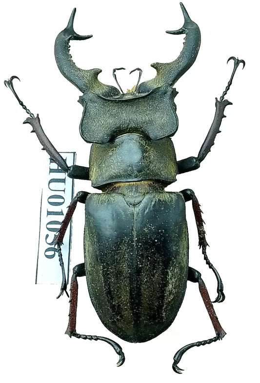 Insects:Lucanus Sericeus:Vietnam North.70-74mm