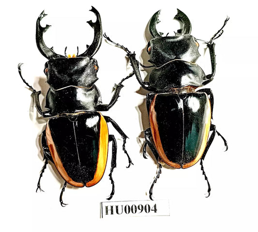 Lucanidae:Odontolabis curvera..A1..1 Pairs..