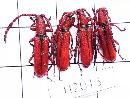 Red Cerambycidae**4Pcs**Central of Vietnam