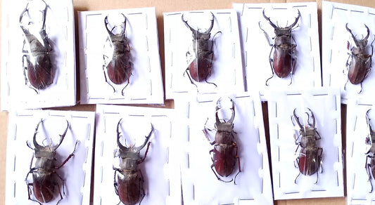 Lucanus Kraatzi**Insect*10pcs*Lucanidae**Lucanus Kraatzi from Vietnam North?