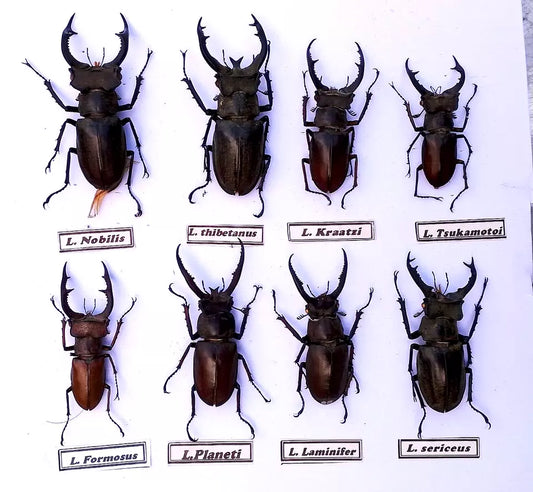 Lucanus VietNam 8pcs Insect**Some Lucanus from Viet Nam(Scientific Names)