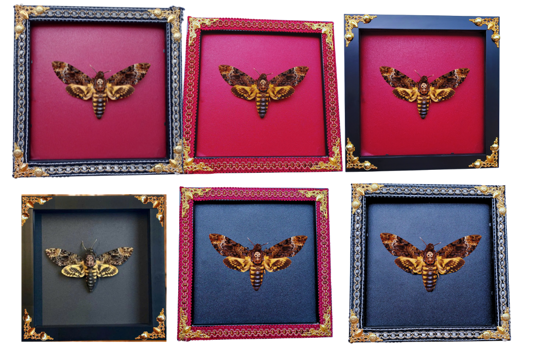 Handcrafted Frame Featuring Real Skull Moth–Unique Insect Specimen for Wall