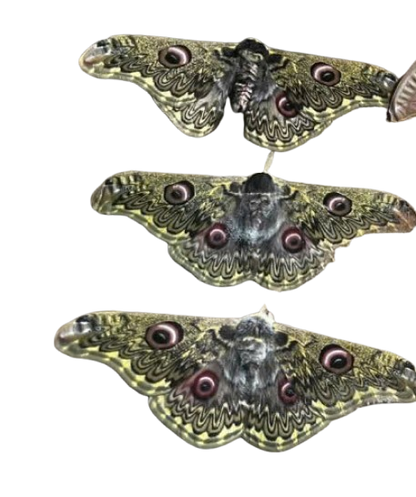 1 Saturnia sinanna Silk Moth Specimen A1 | Real Dried Moth | Large Wings for Framing & Entomology
