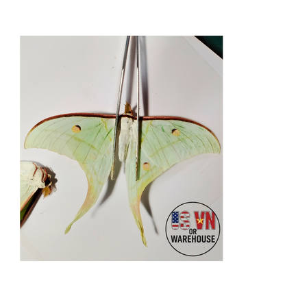 Actias Selene Dried Insect Pack of 1 - Closed-Wing Real Moths for Taxidermy, Unmounted Lepidoptera Display (in US)